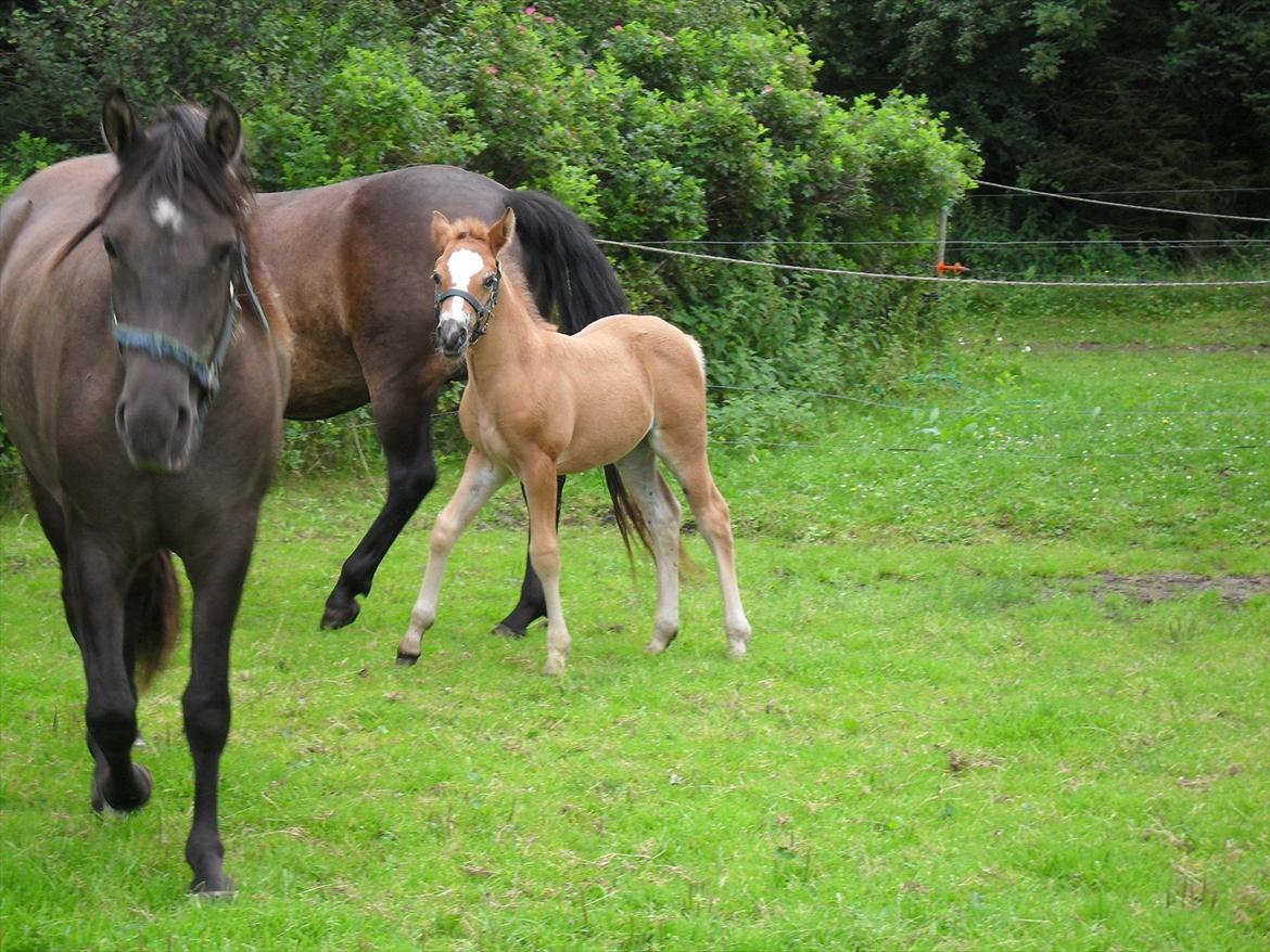 New Forest Horsemosens Erfa - Erfa 1 måned gammel billede 2