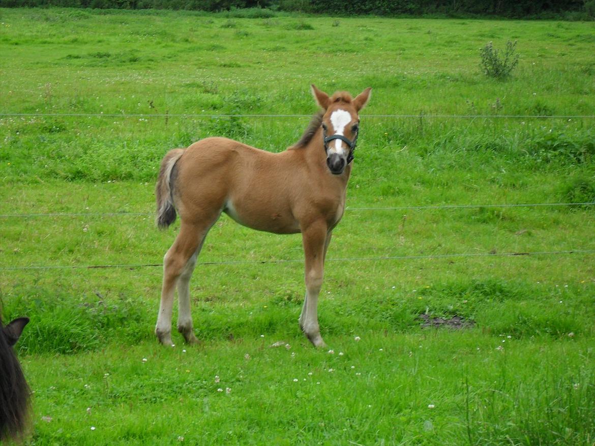 New Forest Horsemosens Erfa - Erfa 1 måned gammel billede 3