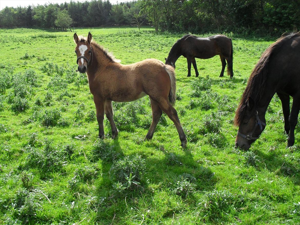 New Forest Horsemosens Erfa - Erfa 2½ måned gammel billede 4