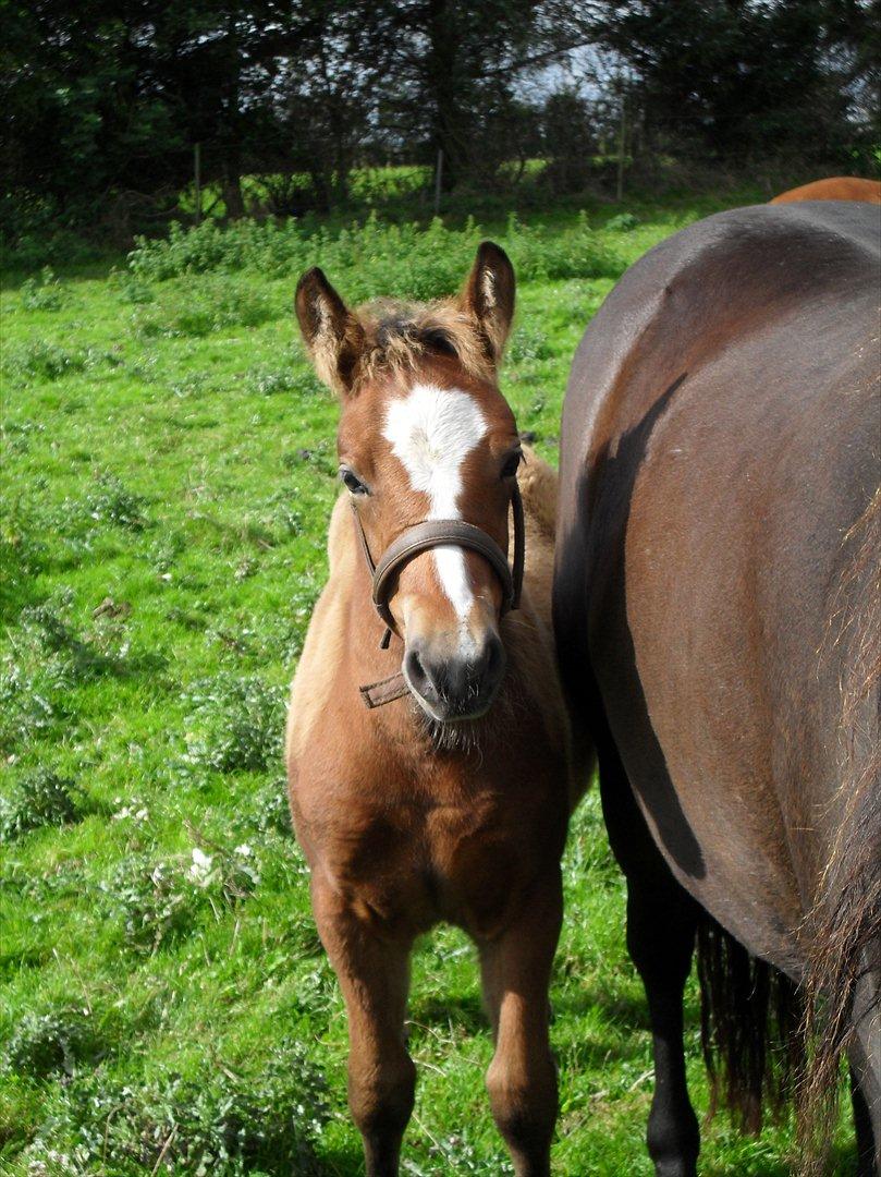 New Forest Horsemosens Erfa - Erfa 2½ måned gammel billede 5