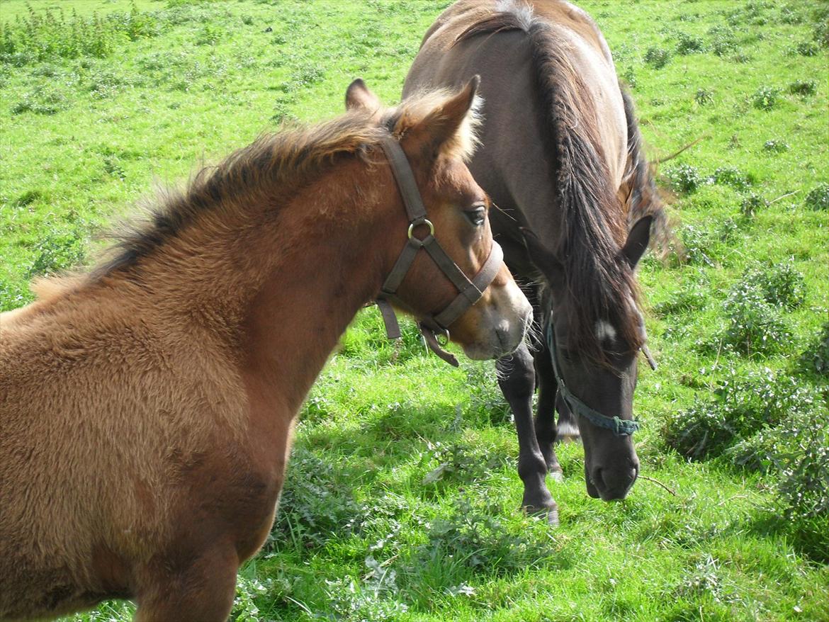 New Forest Horsemosens Erfa - Erfa 2½ måned gammel billede 6