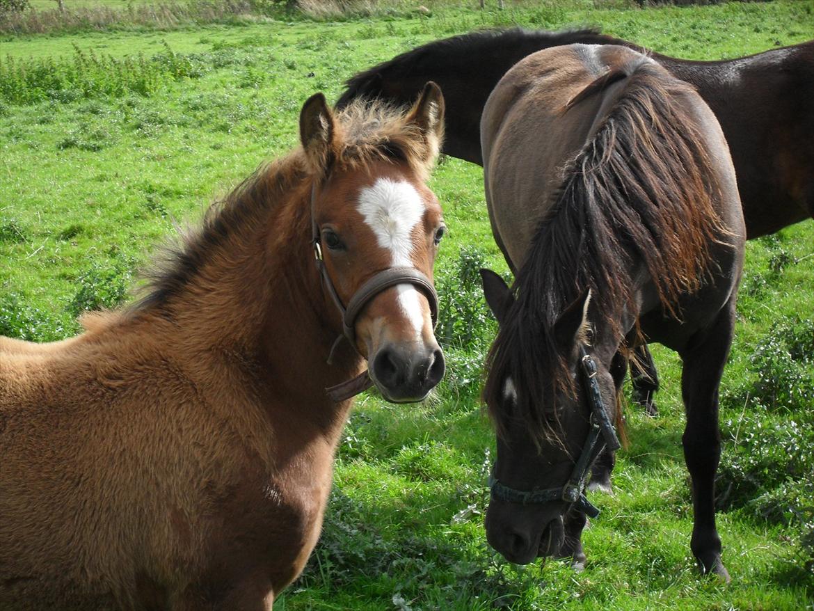 New Forest Horsemosens Erfa - Erfa 2½ måned gammel billede 7