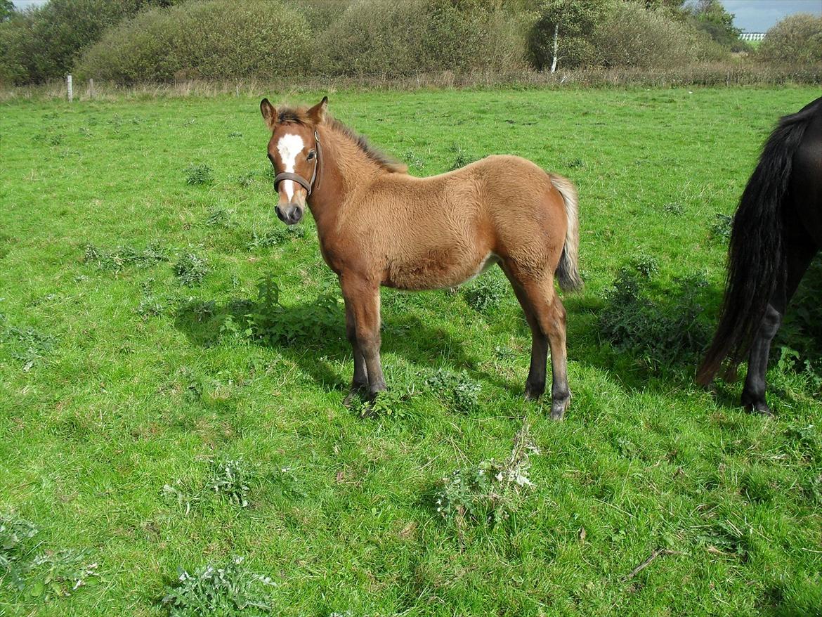 New Forest Horsemosens Erfa - Erfa 2½ måned gammel billede 8