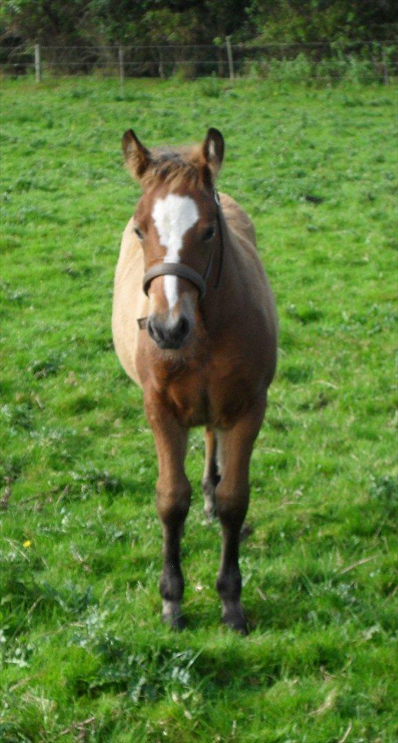 New Forest Horsemosens Erfa - Erfa 2½ måned gammel billede 9