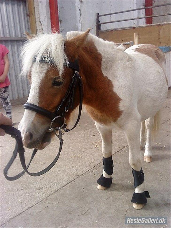 Shetlænder Vaseli´s Sigurt billede 15