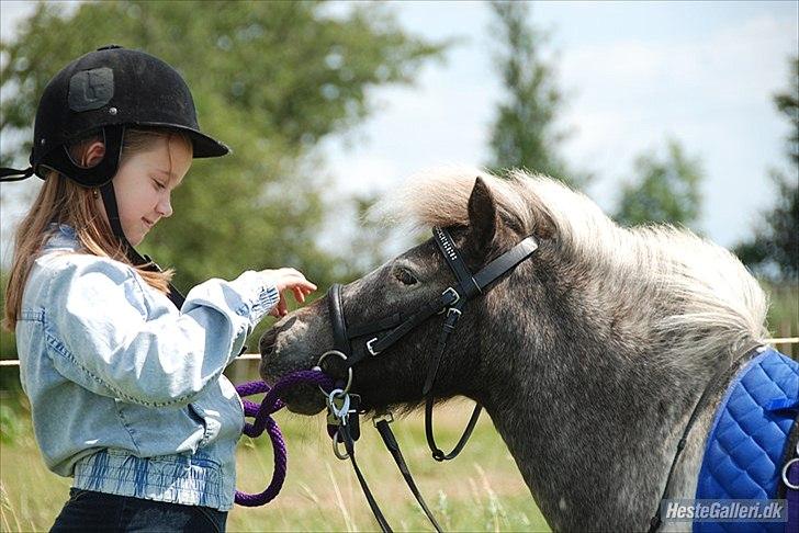 Shetlænder Vaseli´s Sigurt billede 16