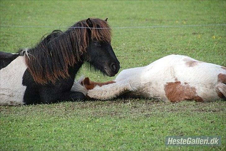 Shetlænder Vaseli´s Sigurt billede 17