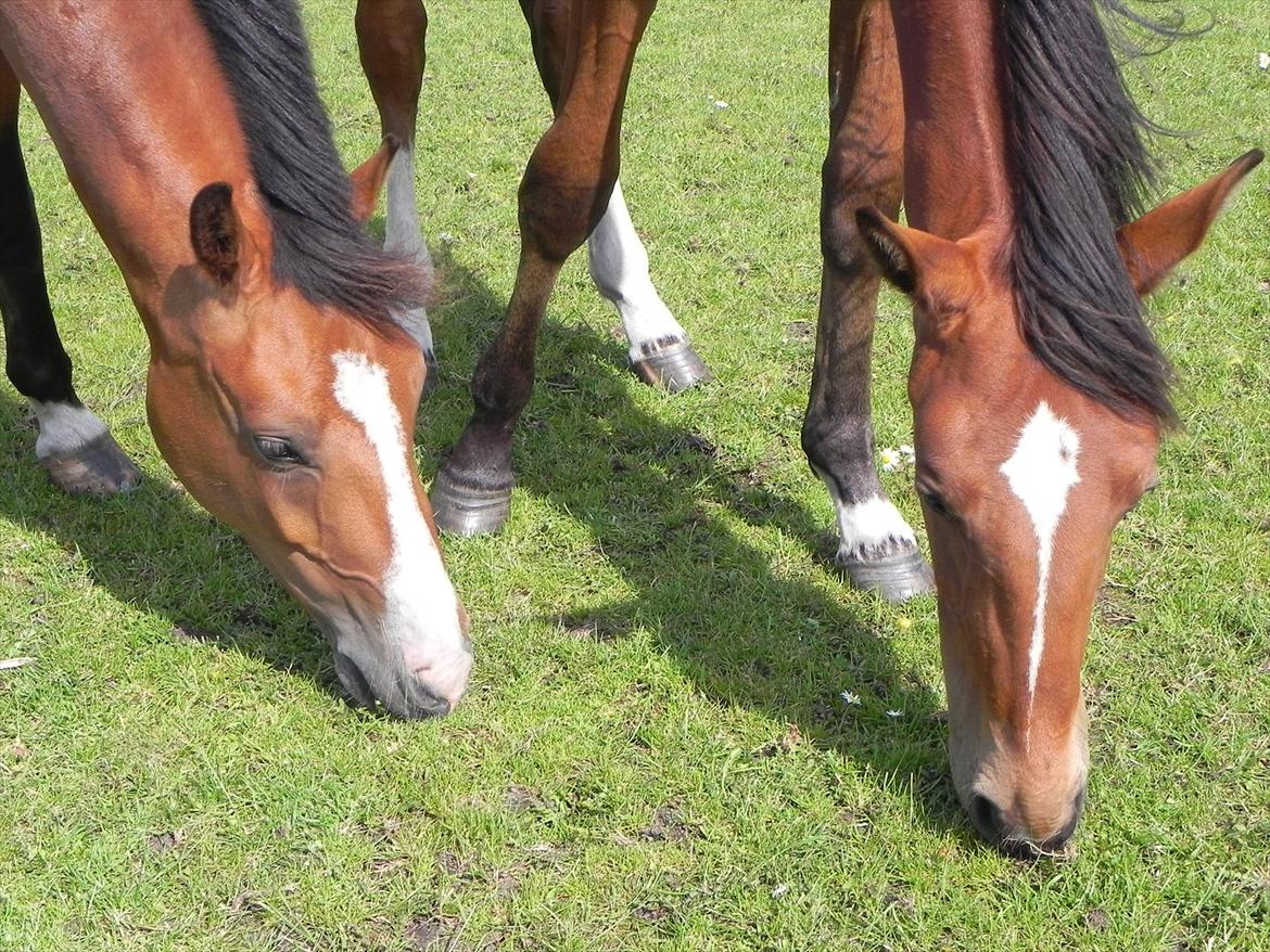 Anden særlig race Stabygårds Meegosh billede 10