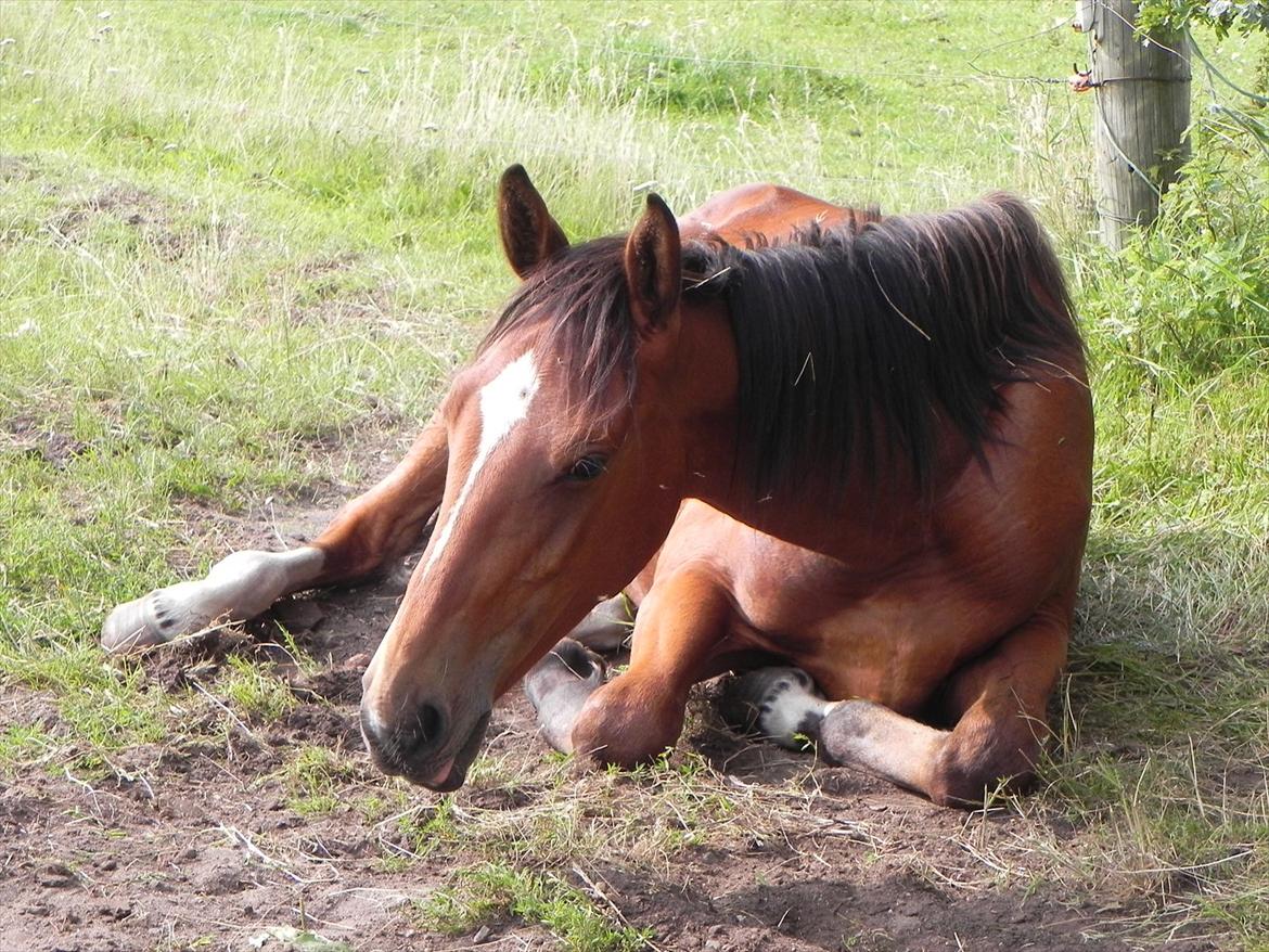 Anden særlig race Stabygårds Meegosh billede 11