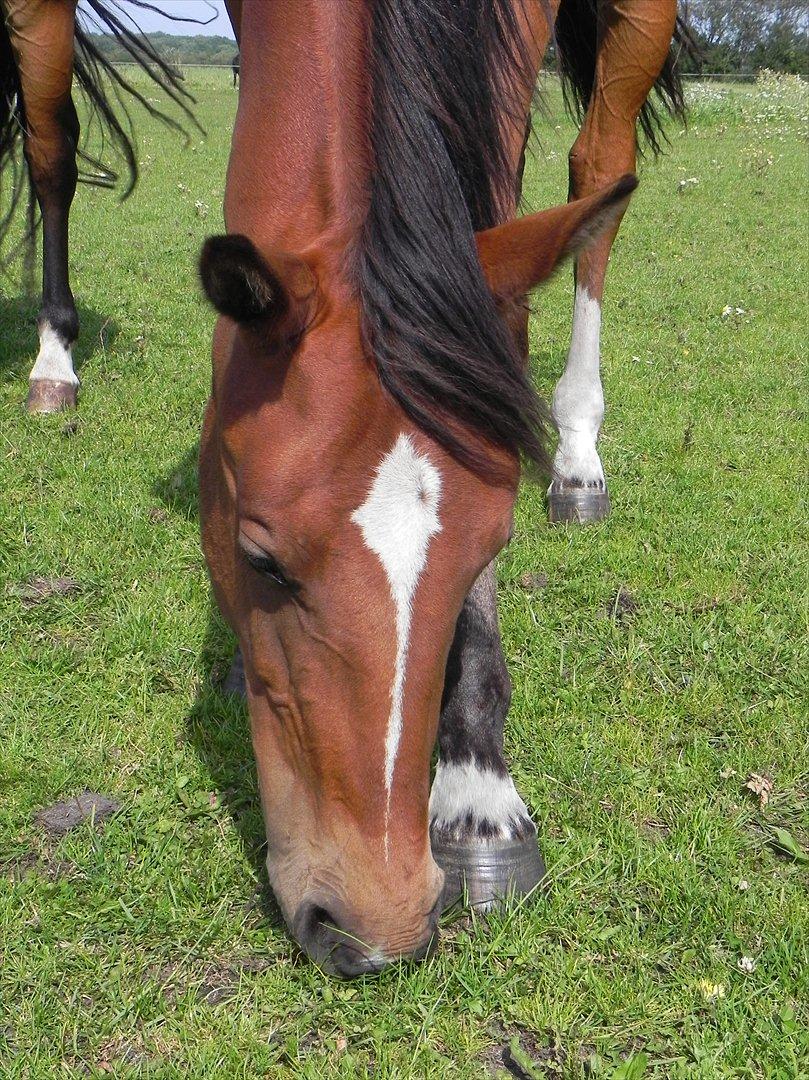 Anden særlig race Stabygårds Meegosh billede 12