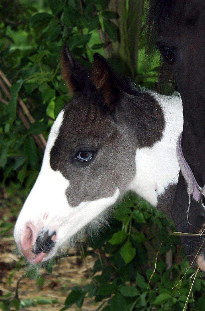 Tinker Skovbakkens Maggi May - 2 dage gammel. billede 26