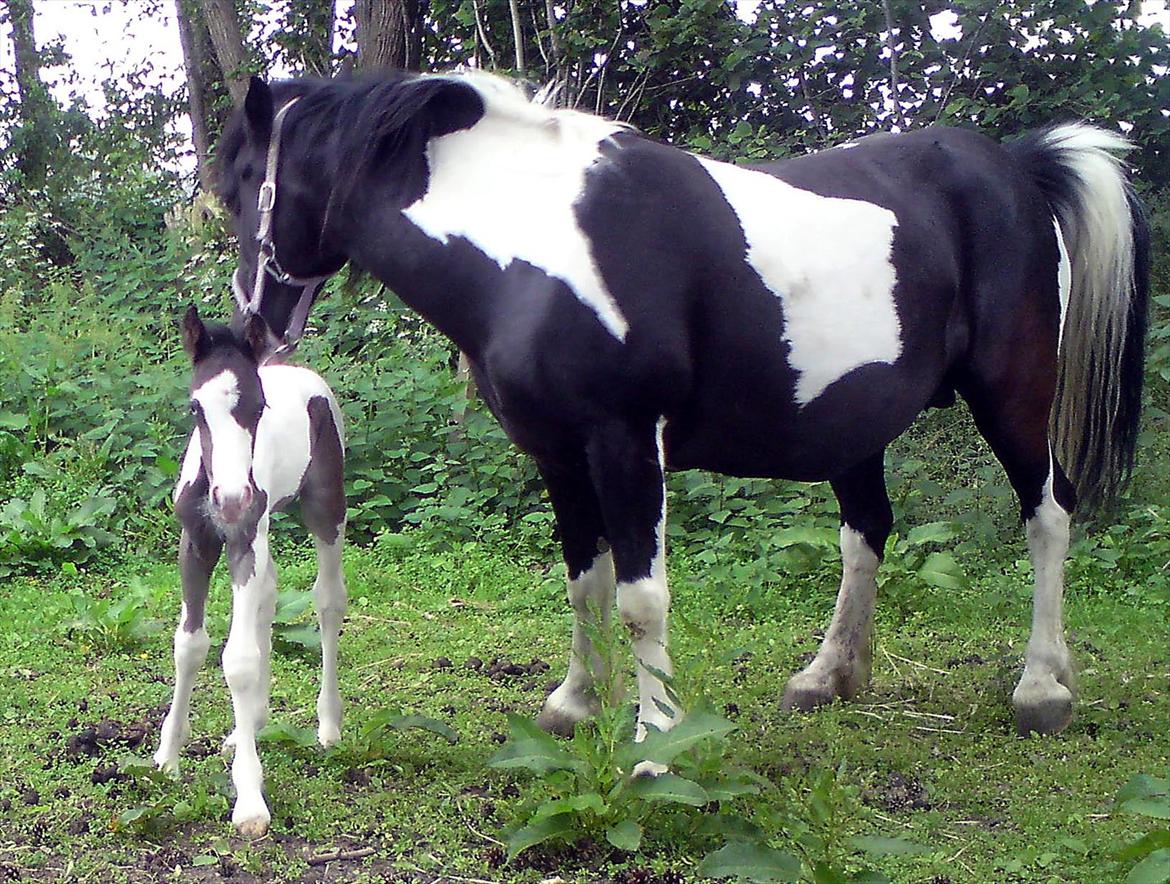 Tinker Skovbakkens Maggi May - Et par timer gammel. billede 28