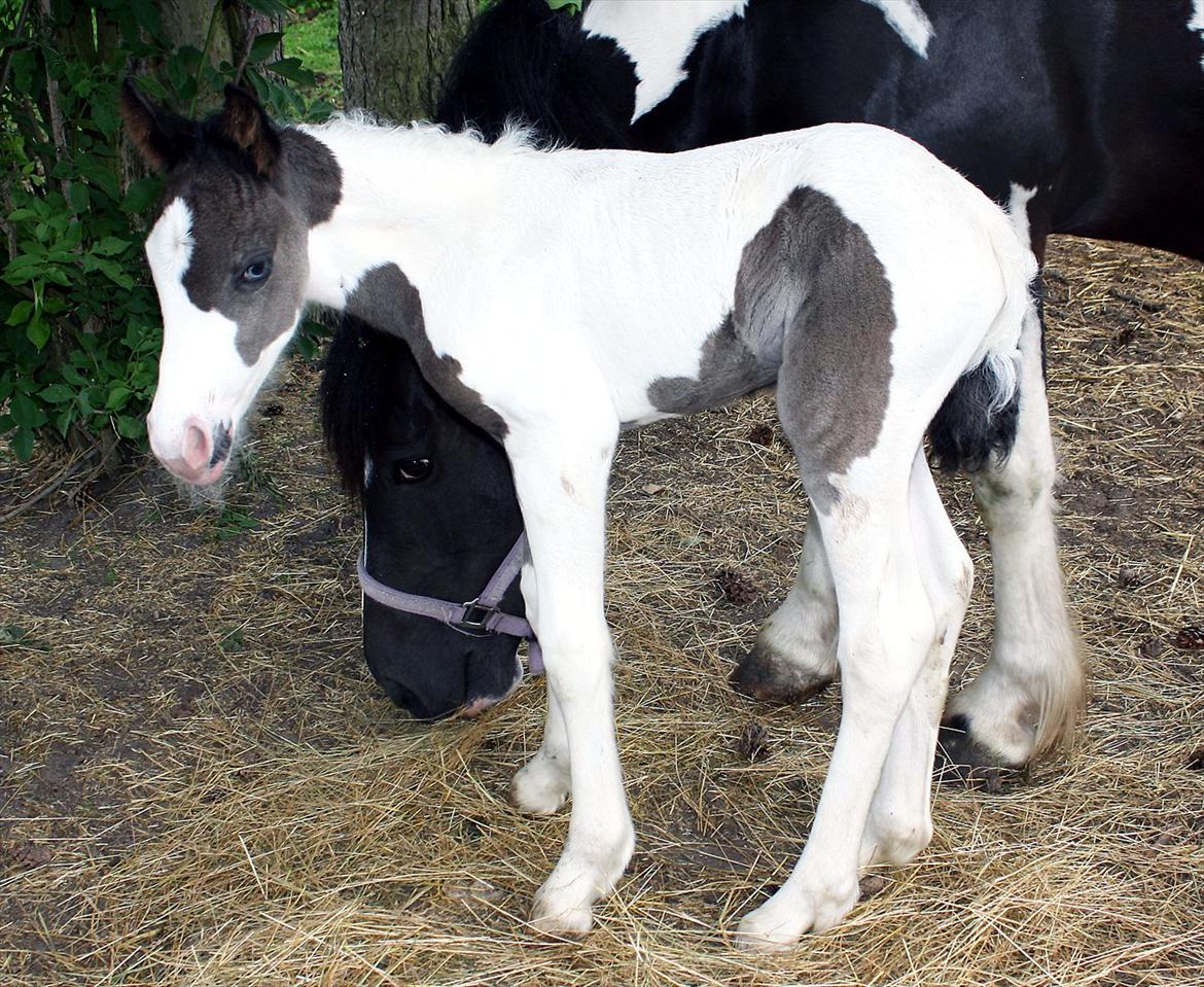Tinker Skovbakkens Maggi May - 2 dage gammel. billede 27