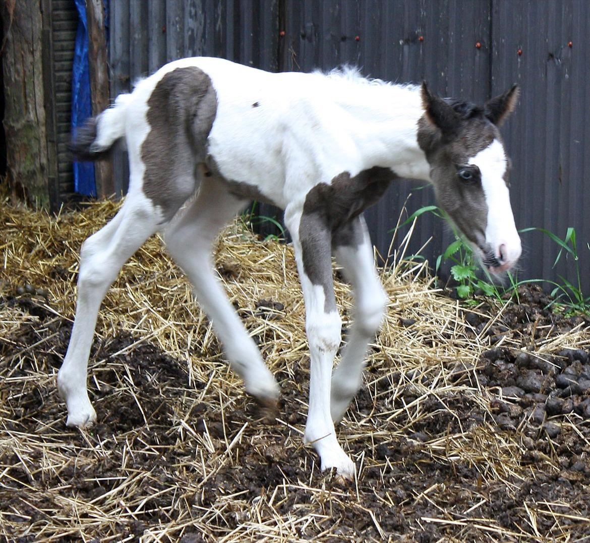 Tinker Skovbakkens Maggi May - Et par timer gammel. billede 29