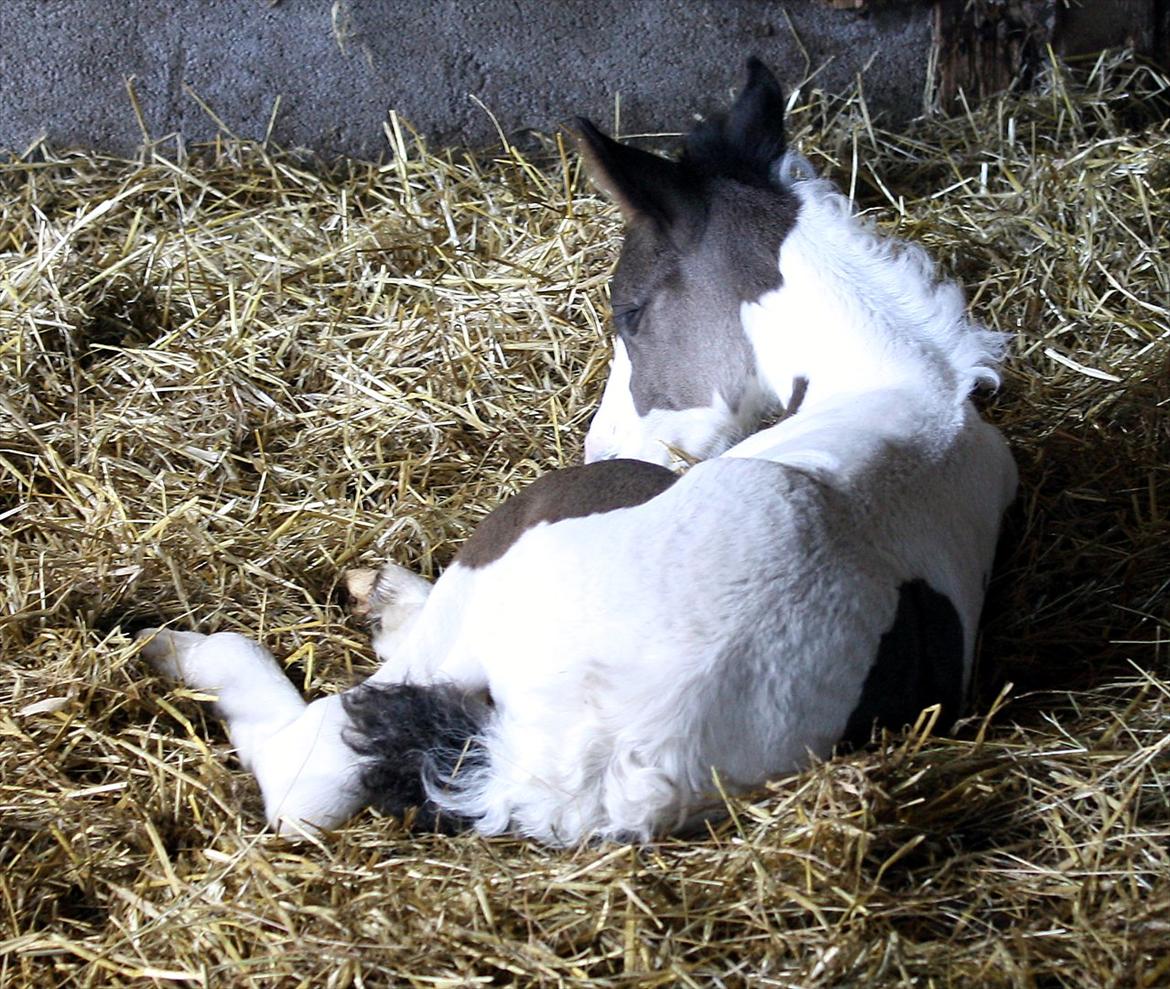 Tinker Skovbakkens Maggi May - 4 dage gammel, ligger og putter i halmen i skuret. billede 30
