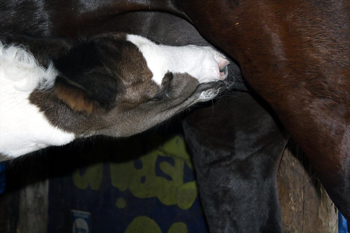 Tinker Skovbakkens Maggi May - Mad skal der til. billede 31