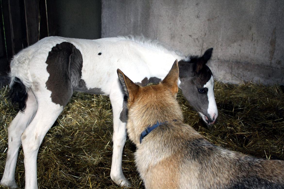 Tinker Skovbakkens Maggi May - Den hund er nu sjov at lege med.... billede 32
