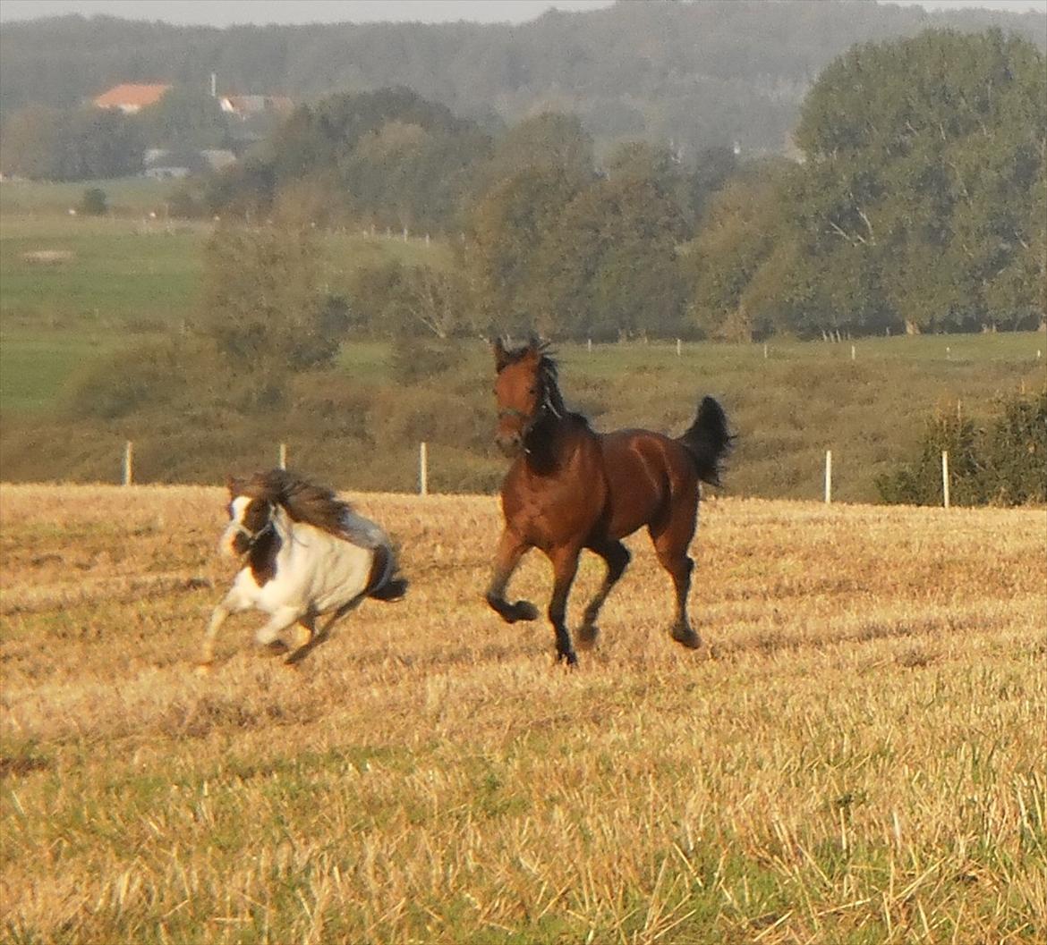 Shetlænder Prins Ludwig - Ræs på folde sammen med hans ven! :D Ludwig vandt! :D billede 16