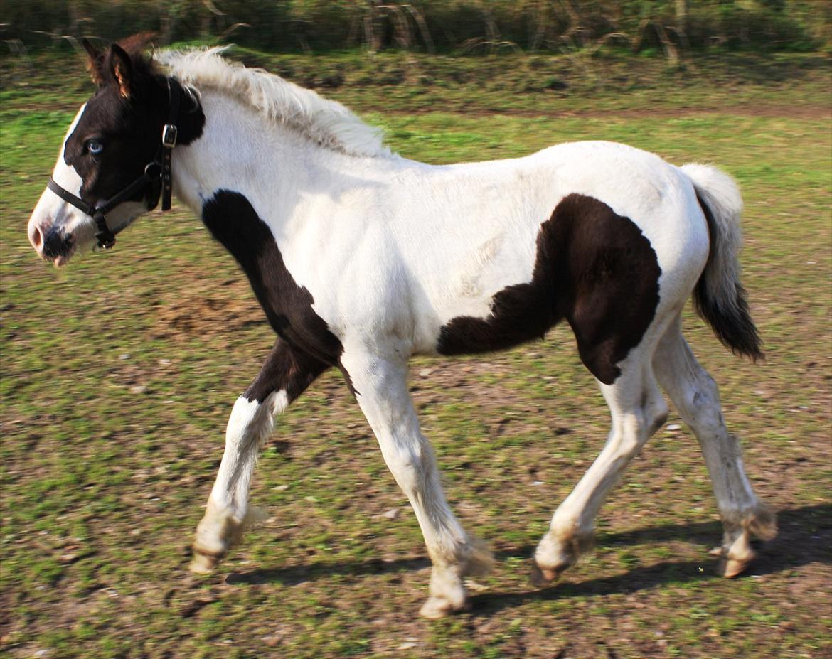 Tinker Skovbakkens Maggi May - Den 25. september på ridebanen sammen med sin mor. billede 33