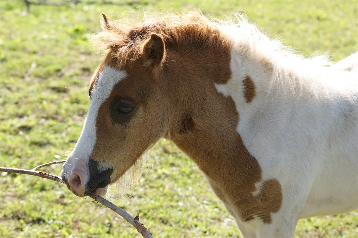 Pinto  l »Piilgaardens Limbo« billede 14