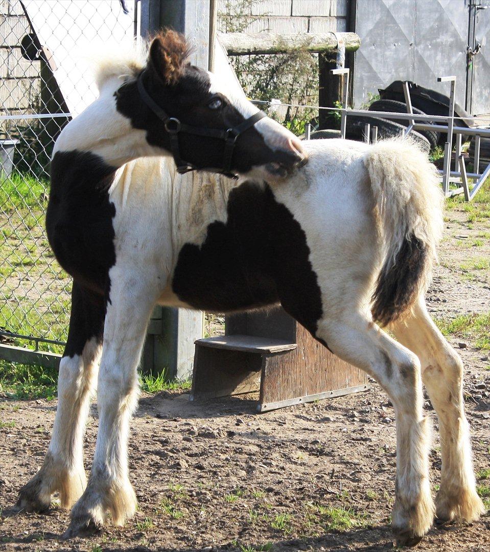Tinker Skovbakkens Maggi May - Uhh, numsen klør!! billede 34