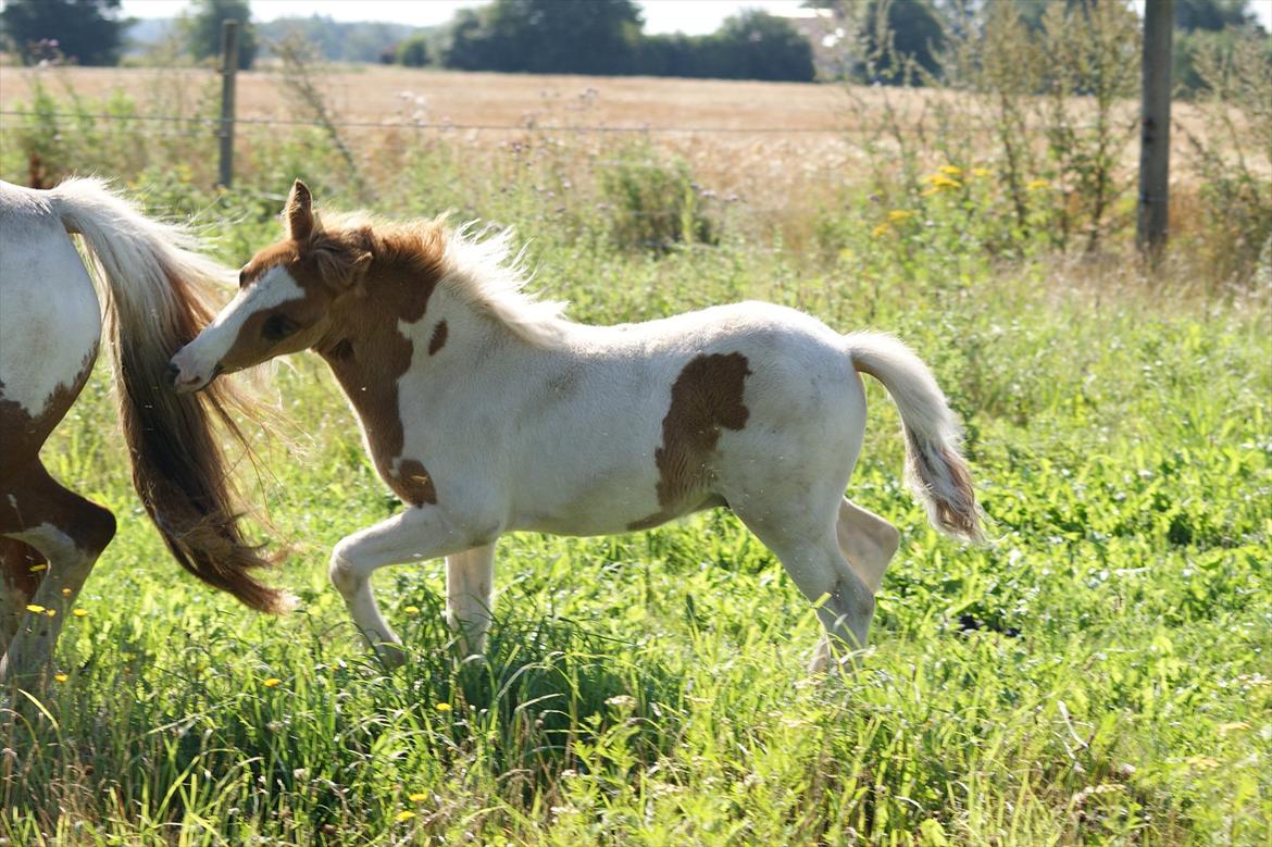Pinto  l »Piilgaardens Limbo« billede 15