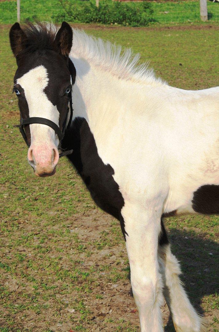 Tinker Skovbakkens Maggi May - 25. september 2011 på ridebanen sammen med sin moder. billede 25