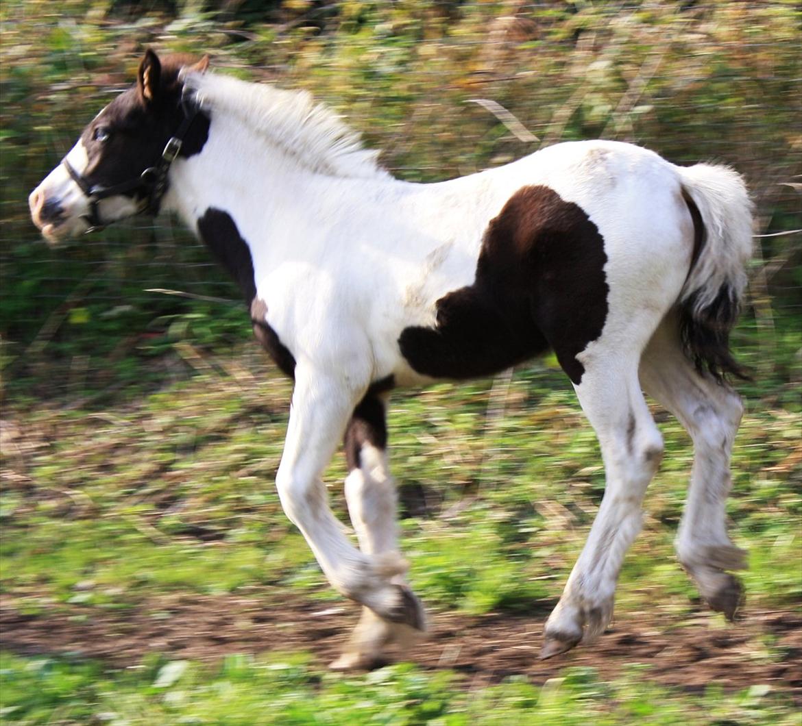 Tinker Skovbakkens Maggi May - Racerfølle... billede 35