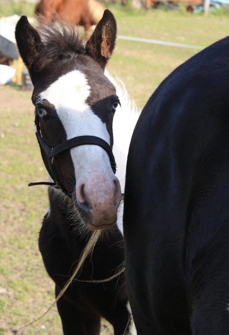 Tinker Skovbakkens Maggi May - Tit, tit!! Jeg gemmer mig lige her... billede 36