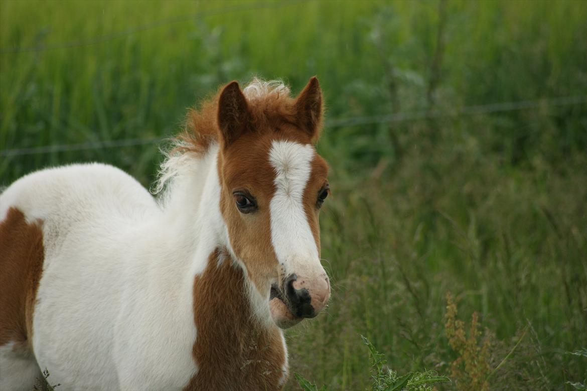 Pinto  l »Piilgaardens Limbo« billede 16
