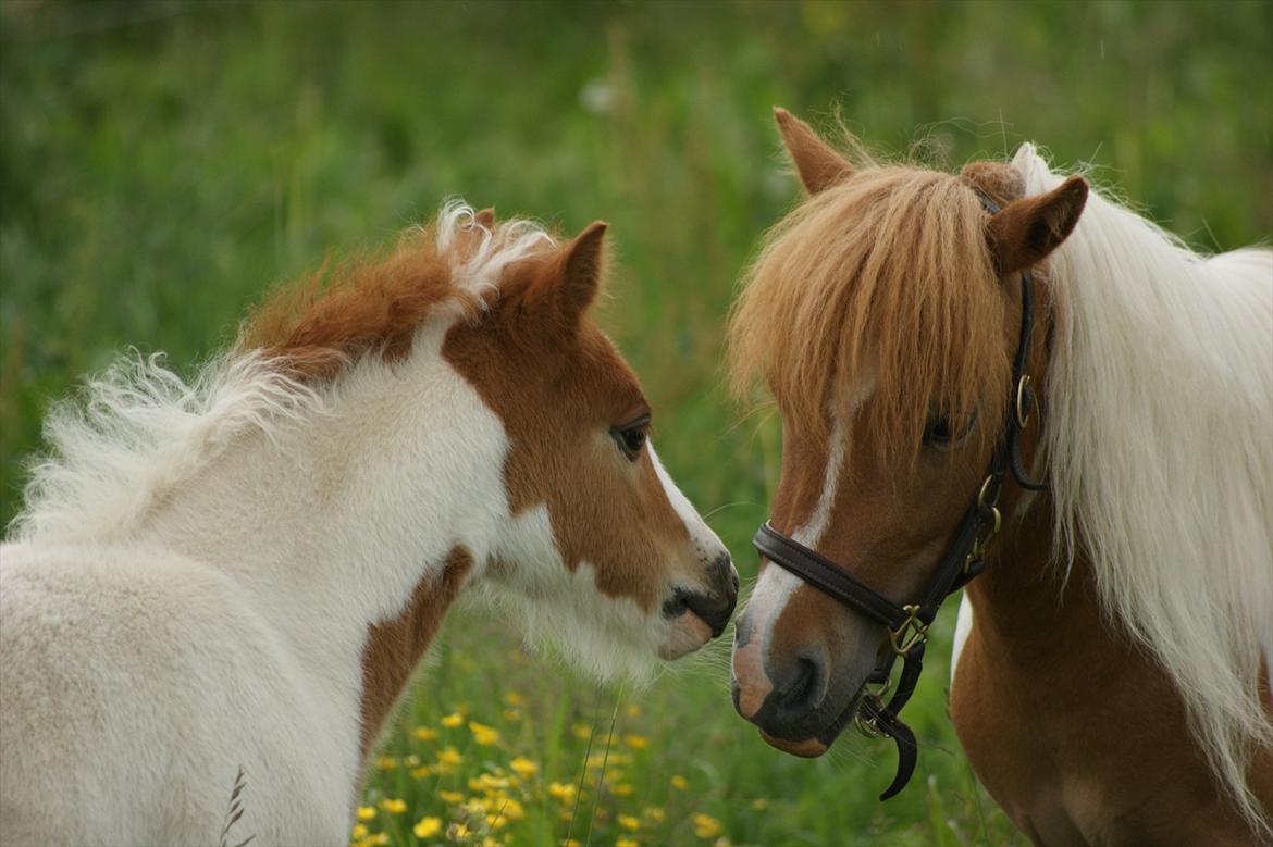 Pinto  l »Piilgaardens Limbo« billede 17