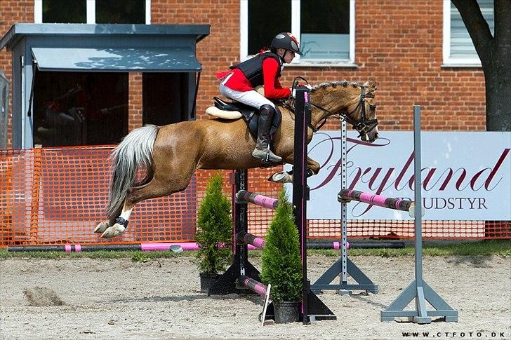 Welsh Pony (sec B) Faya Lobi Kasto-Glas 2002 *STJERNE PONY* - Lobi i anden MA1 0fejl! 17 spring!:O 3 kombinatision:O og vand & meget andet billed: CT-foto billede 2