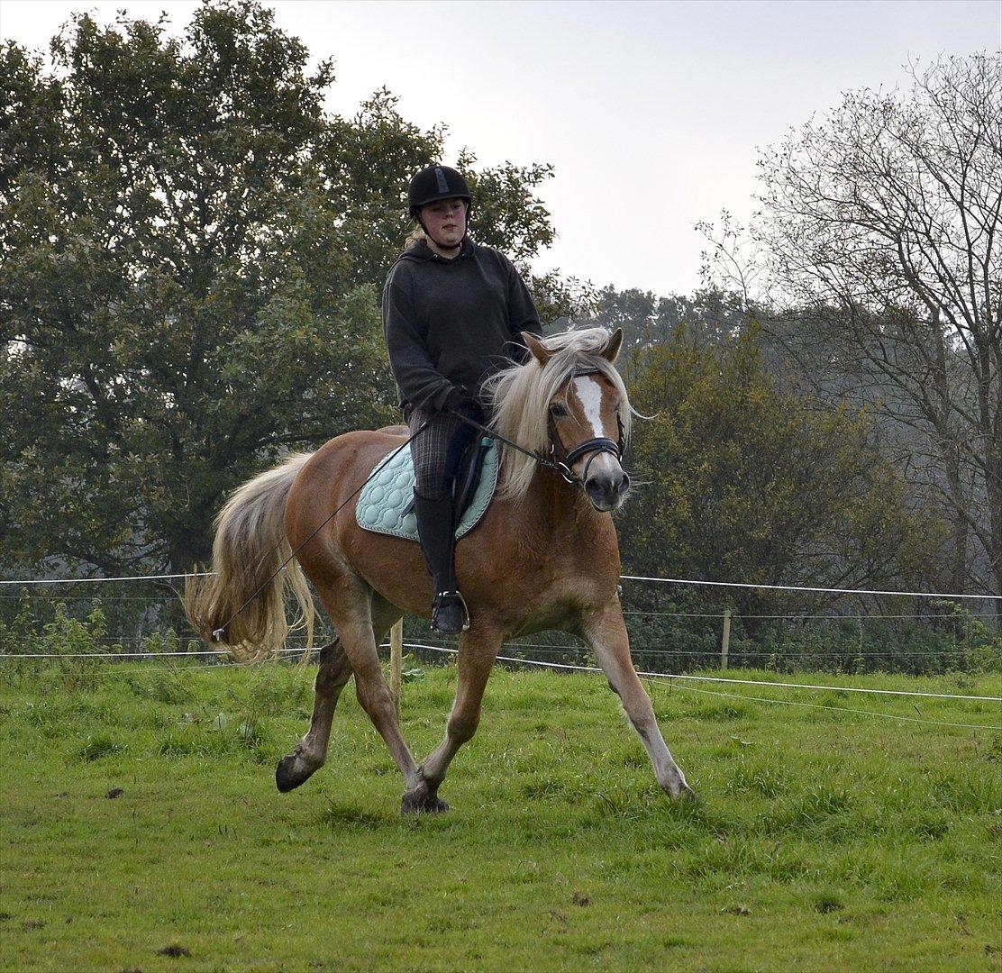 Haflinger † Gabora <3 † - 17/10-2011 - 3. gang jeg er på ryggen af Gabora, men vores første "rigtige" træning! - Er opmærksom på sadlen ikke ligger godt, men den blev også kun prøveredet, og derfor midlertidig! billede 18