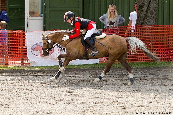 Welsh Pony (sec B) Faya Lobi Kasto-Glas 2002 *STJERNE PONY* - Når man er færdig med sin anden MA1 med 0 fejl!<3:D billed:CT-foto billede 11