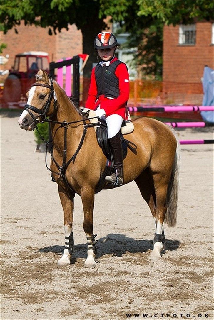 Welsh Pony (sec B) Faya Lobi Kasto-Glas 2002 *STJERNE PONY* - Når den smukke venter på sin "plaserings-damen":D billed:CT-foto billede 12