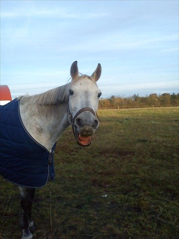 Anden særlig race Grace<3 ( Spring ) - hun er meget træt billede 3