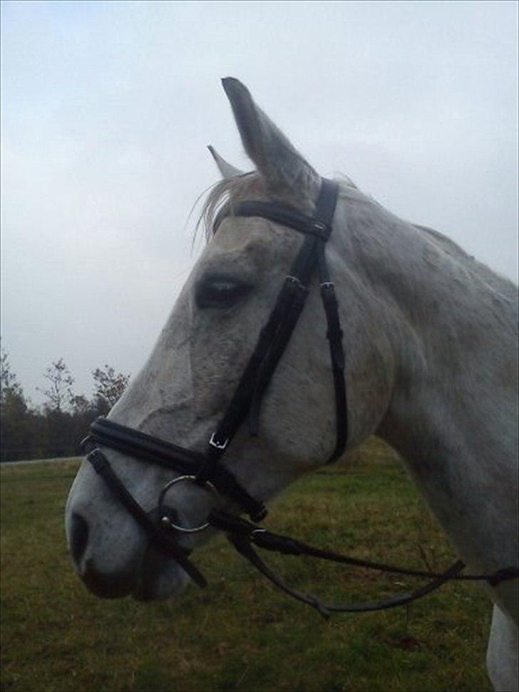 Anden særlig race Grace<3 ( Spring ) - Grace billede 6