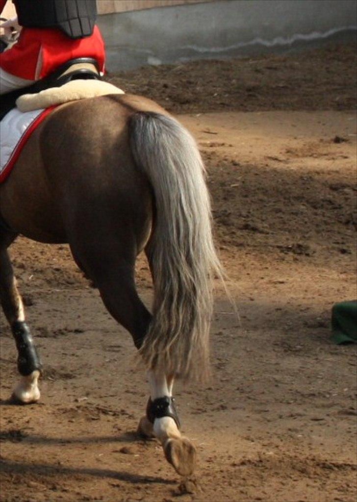 Welsh Pony (sec B) Faya Lobi Kasto-Glas 2002 *STJERNE PONY* - Når enden er god, er ALTING godt:D billede 17