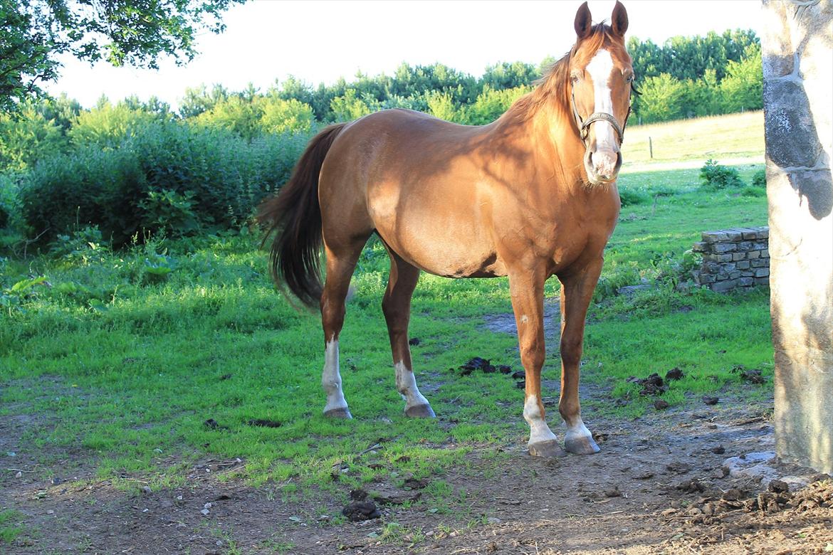 Dansk Varmblod Petra - Lidt sommer tyk... billede 10