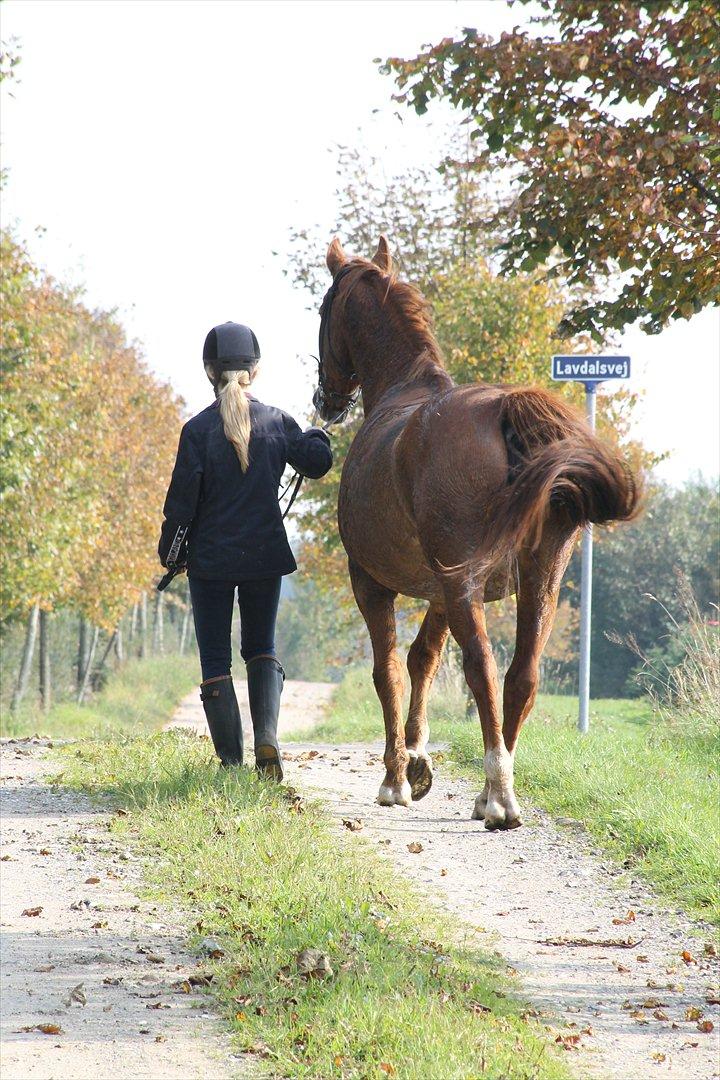 Dansk Varmblod Petra - Ude atgå med lærke efter en lille vaske tur :-) billede 11