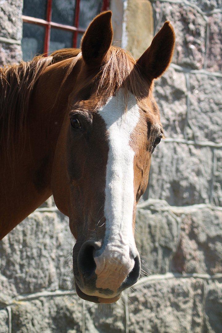 Dansk Varmblod Petra - Smukke ! billede 12