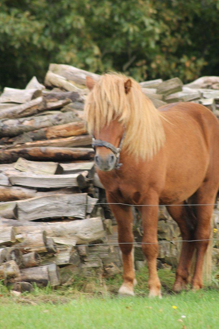 Islænder Brunn billede 9