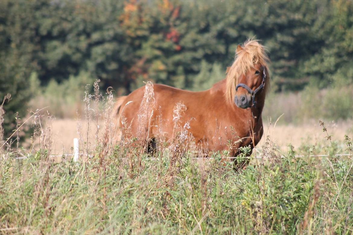 Islænder Brunn billede 10