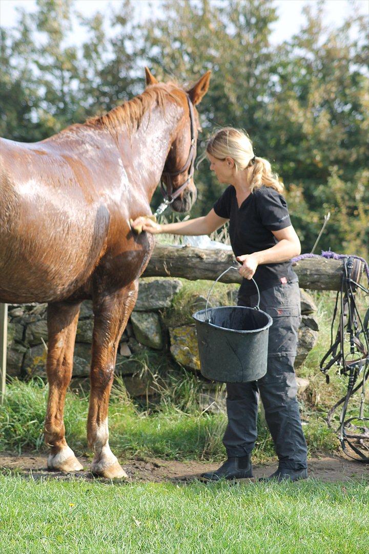 Dansk Varmblod Petra - :-) billede 13