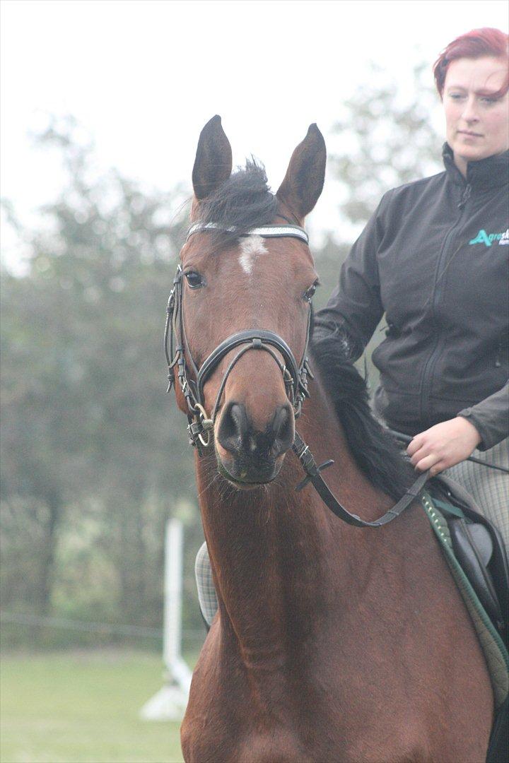 Dansk Varmblod Kronborgdiges Flika  - Flika og mig  billede 13