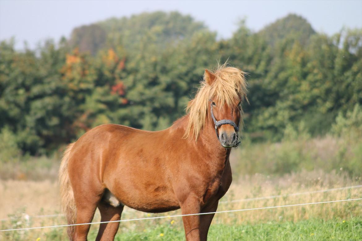 Islænder Brunn - Efterårs smuk med tidsler i håret :-) billede 11