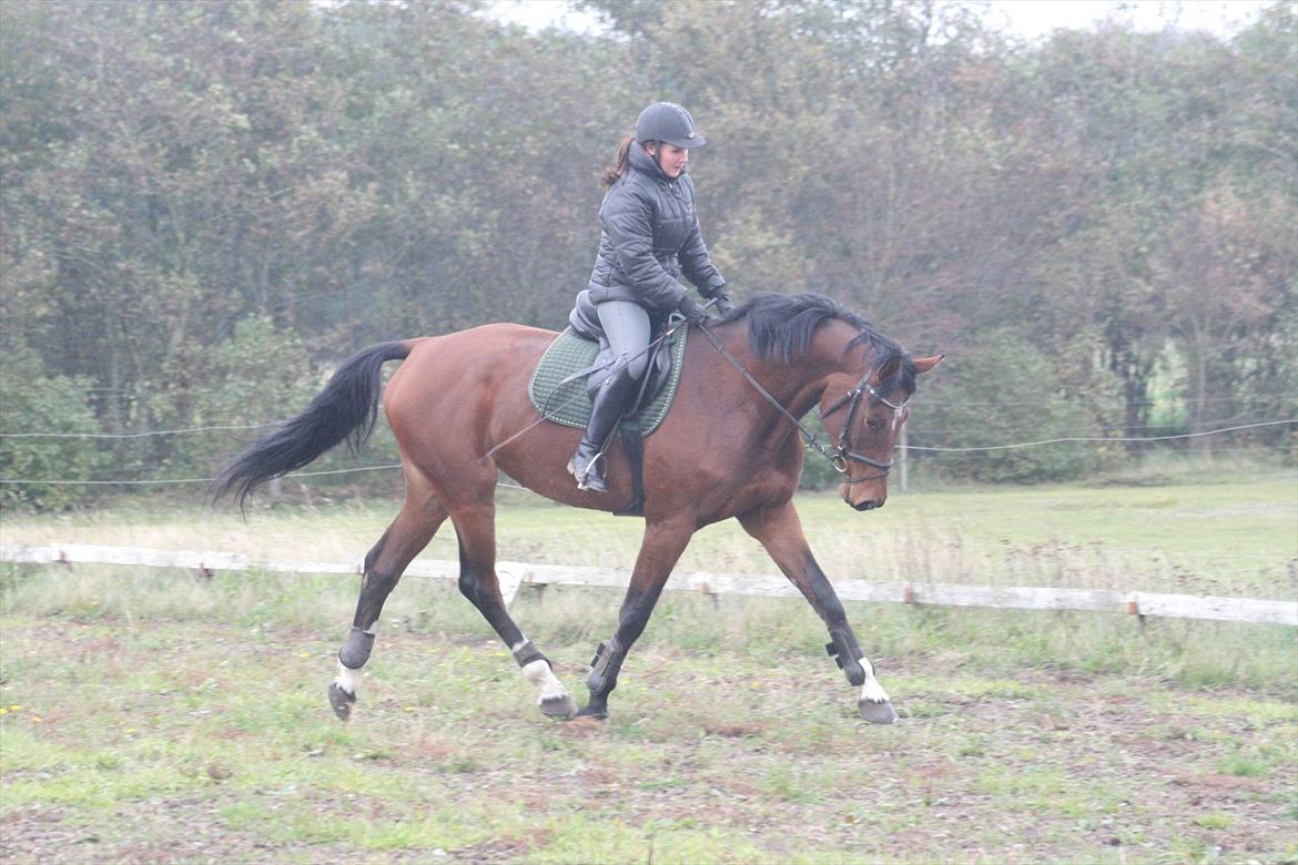 Dansk Varmblod Kronborgdiges Flika  - Træning 17/10-11
Glennie prøver billede 18