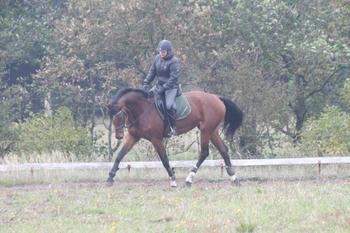 Dansk Varmblod Kronborgdiges Flika  - Træning 17/10-11
Glennie prøver billede 19