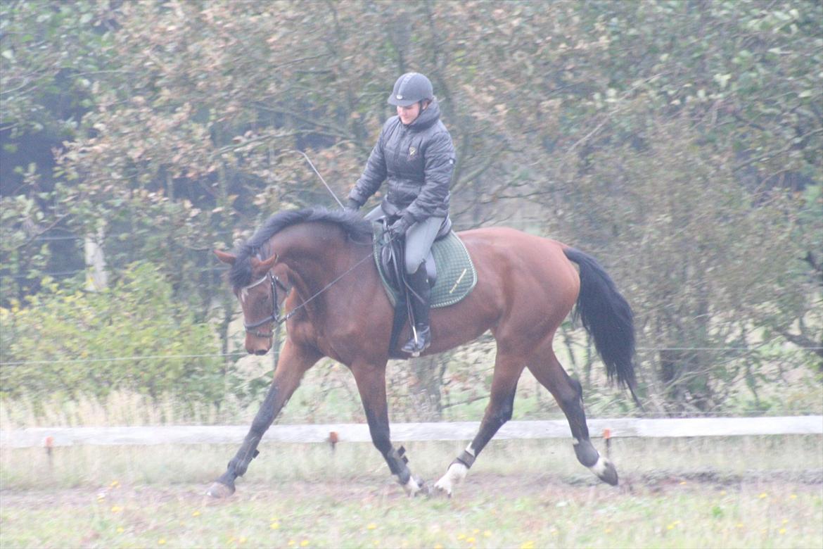 Dansk Varmblod Kronborgdiges Flika  - Træning 17/10-11
Glennie prøver billede 20