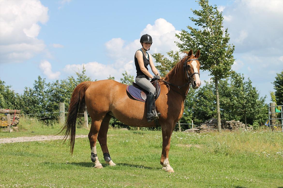 Dansk Varmblod Petra billede 14